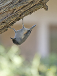Black crested Titmouse